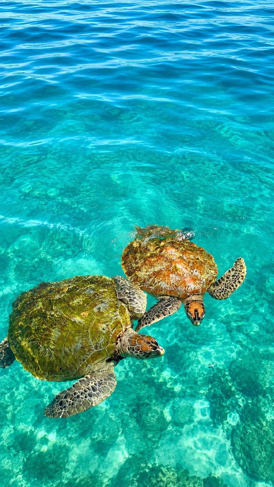 SurayaRedang Turtle Point snorkeling checkpoint